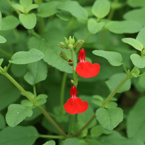 Des images de diffrentes plantes